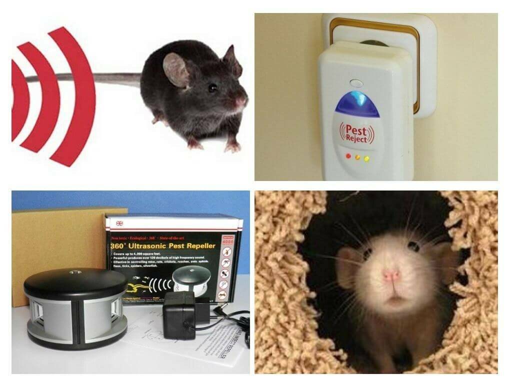 Мыши в доме